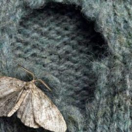 get-rid-of-clothes-moths