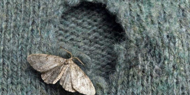 How to get rid of Clothes Moths