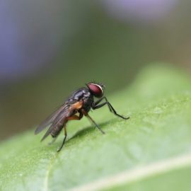 get-rid-of-flies