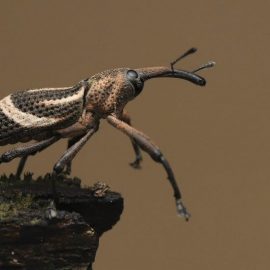 get-rid-of-grain-weevils
