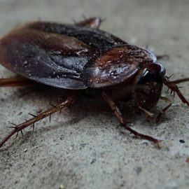 get-rid-of-oriental-cockroaches