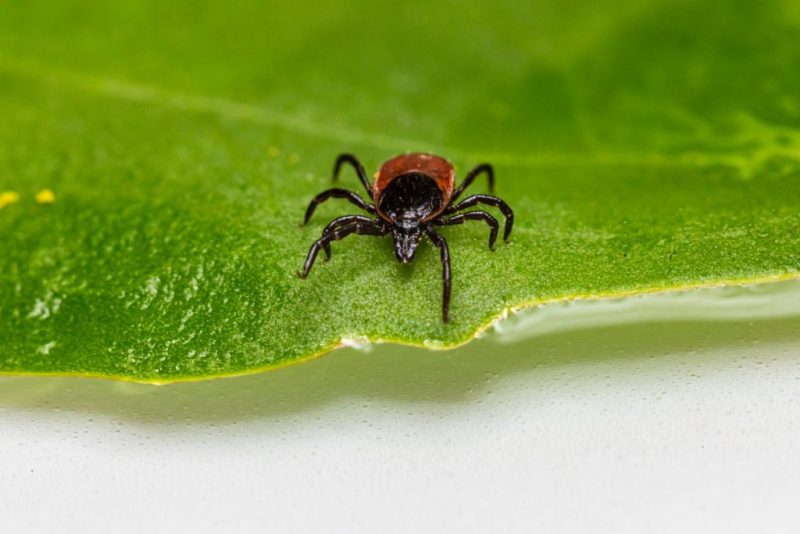 How to get rid of Ticks