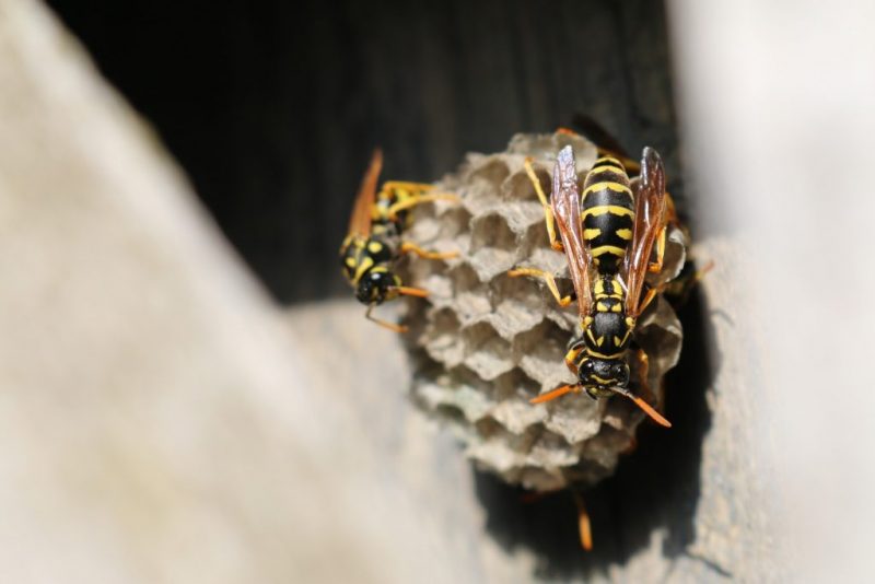 How to get rid of Wasps