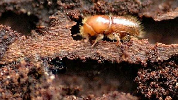 How to get rid of Wood Borers
