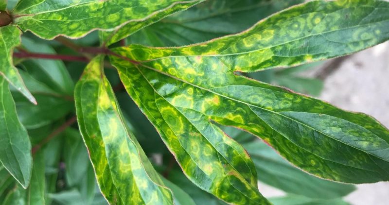 plant viruses prevent identify