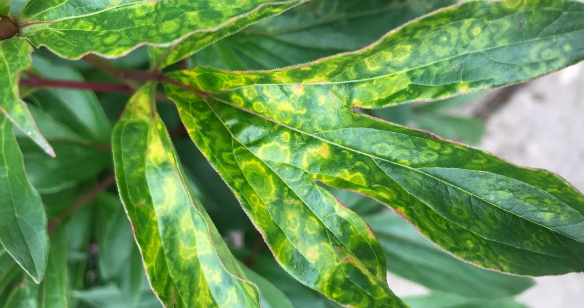Plant viruses - identify and prevent