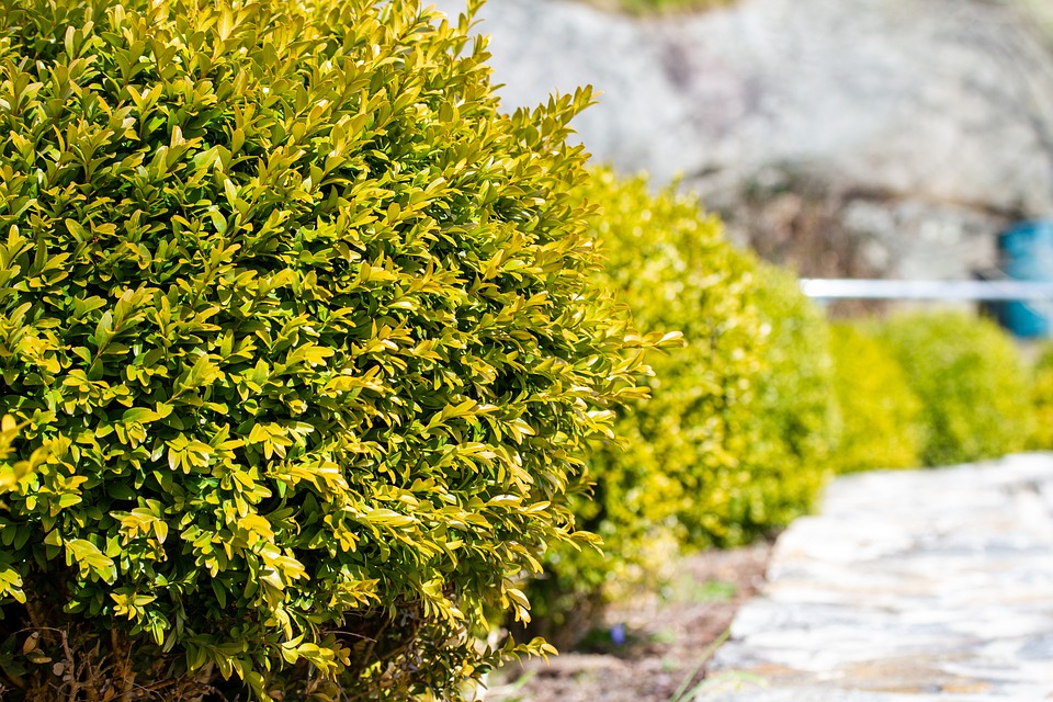 Boxwood, planting guide and care work