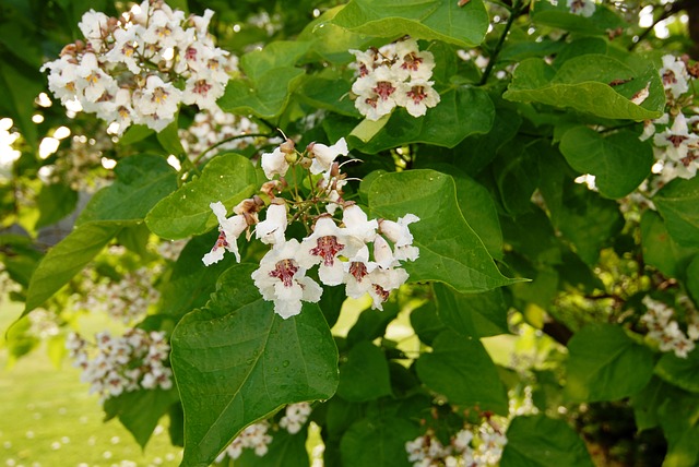 Catalpa, planting guide and care work