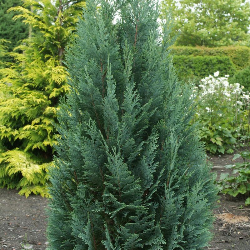 Fir, planting guide and care work