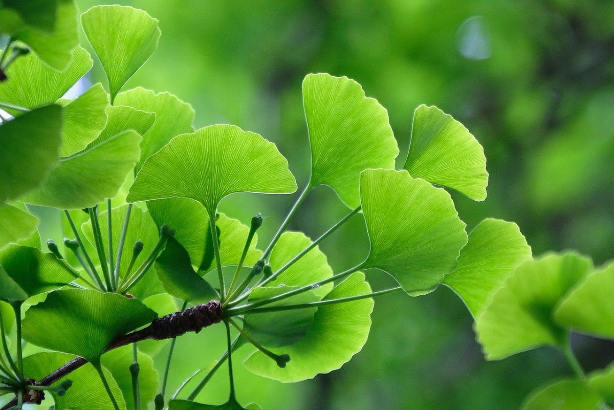 Ginkgo Biloba, planting guide and care work