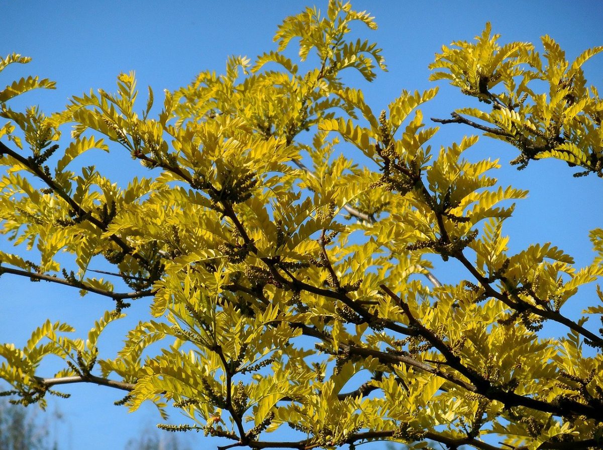 Honey locust, planting guide and care work