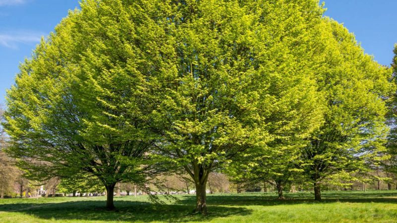 Hornbeam, planting guide and care work