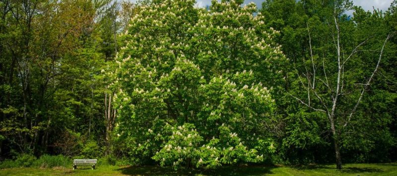 Horse chestnut, planting guide and care work