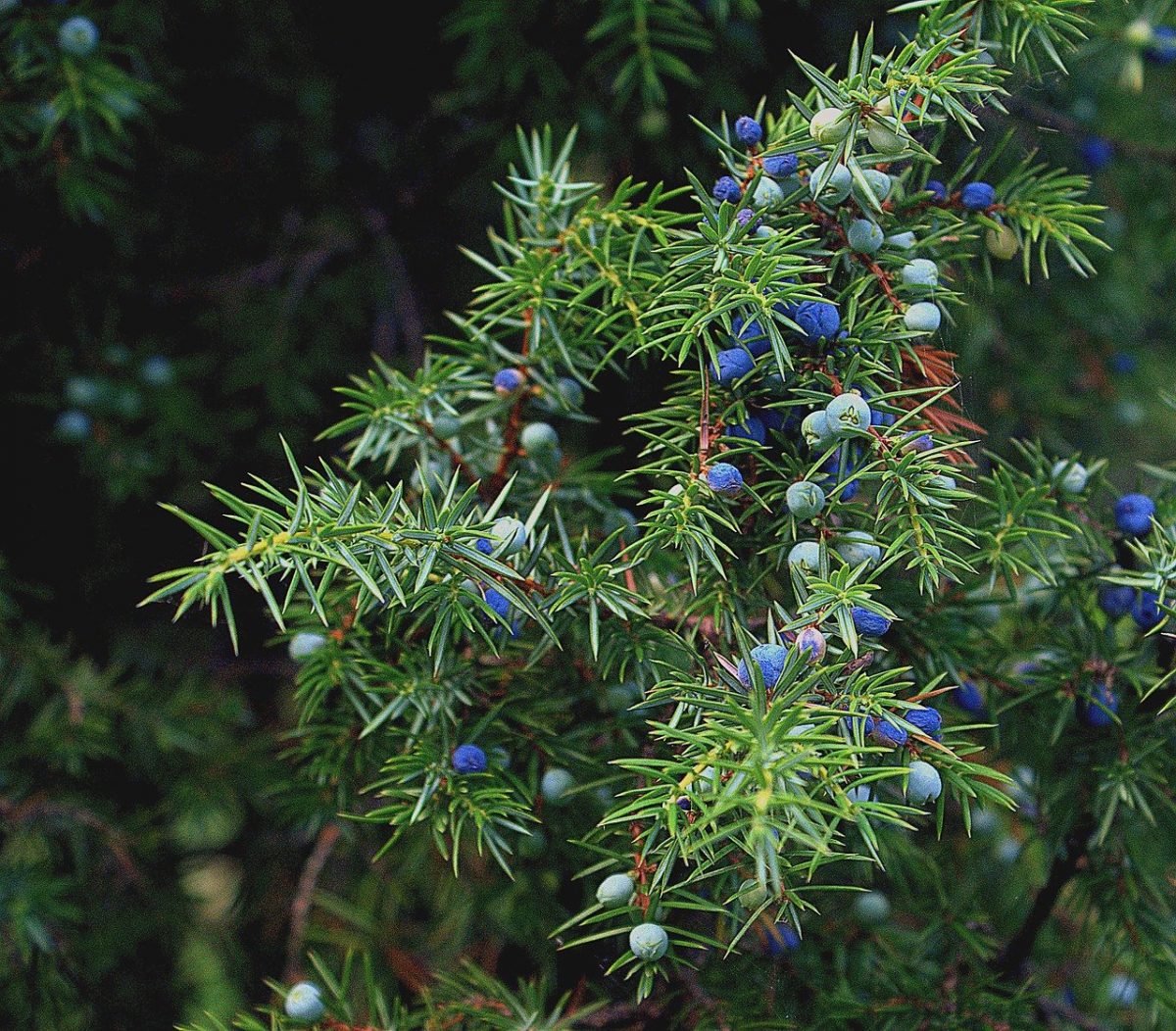 Juniper, planting guide and care work