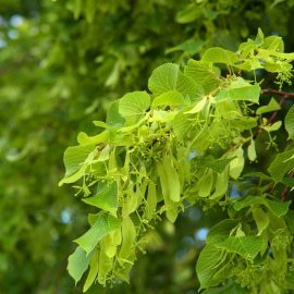 linden tree care guide