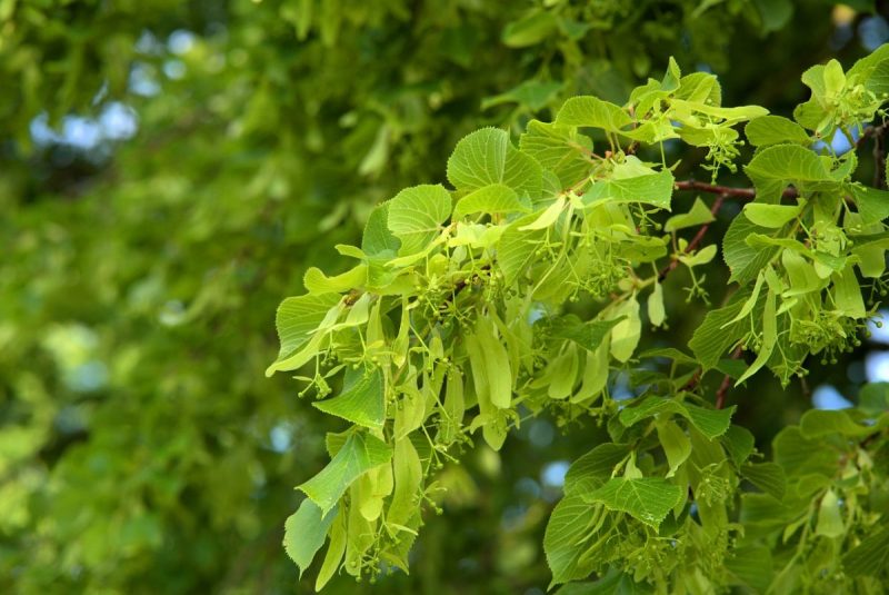 linden tree care guide