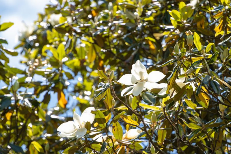magnolia care guide