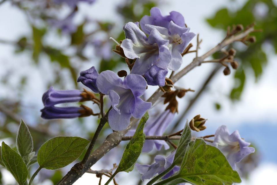 Paulownia, planting guide and care work