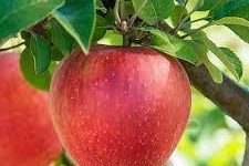 Apple tree ARM EN Community