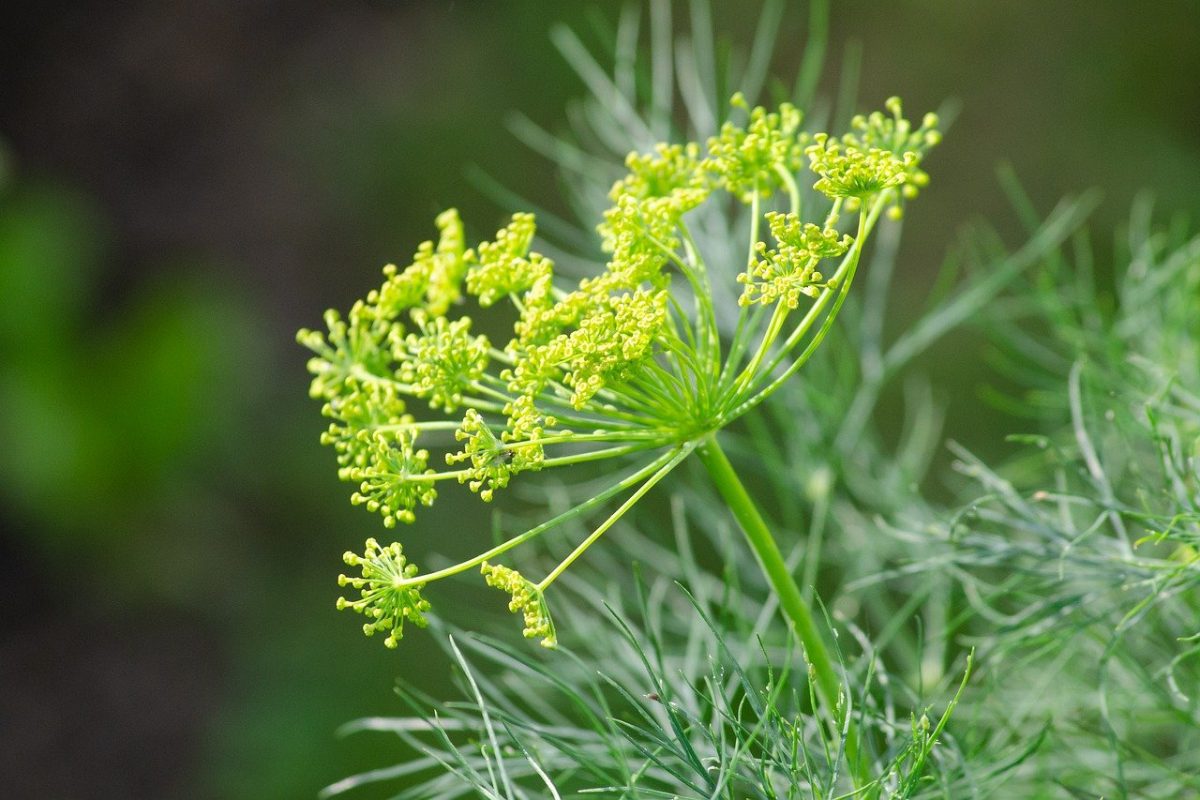 Dill - planting, growing and harvesting