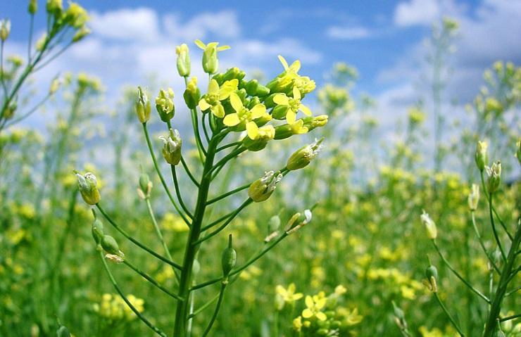 Camelina, cultivation and harvesting technology
