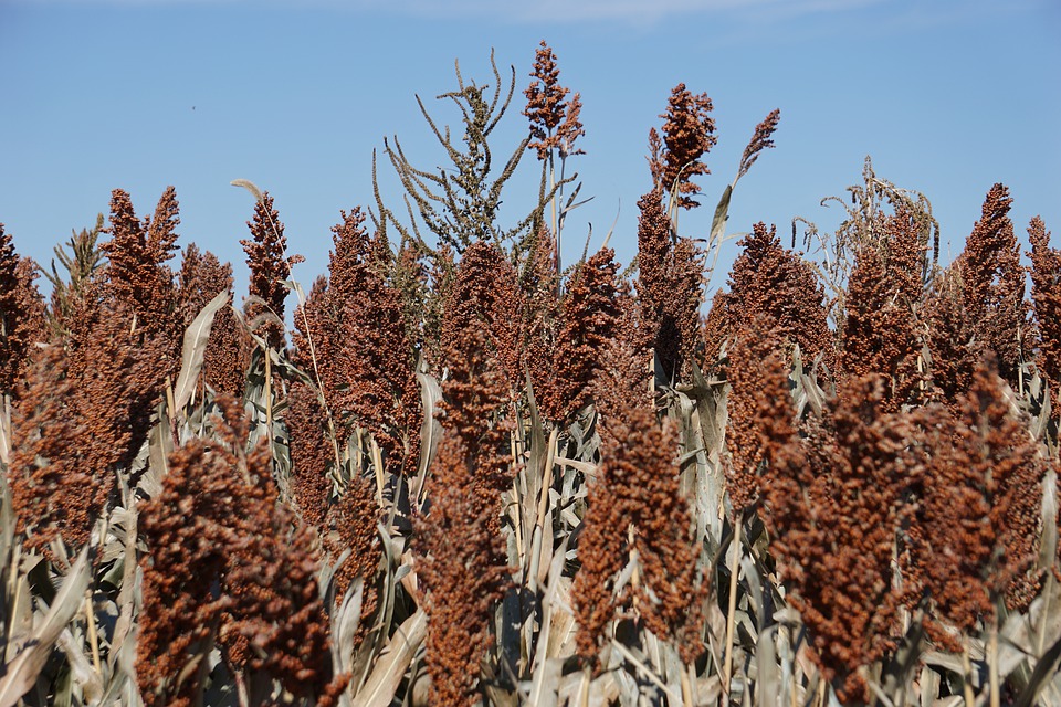 Sorghum, cultivation and harvesting technology