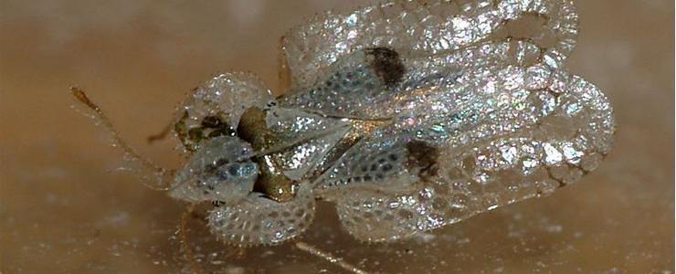 Sycamore lace bug (Corythucha ciliata) - pest management
