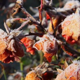 protecting-roses-against-frost