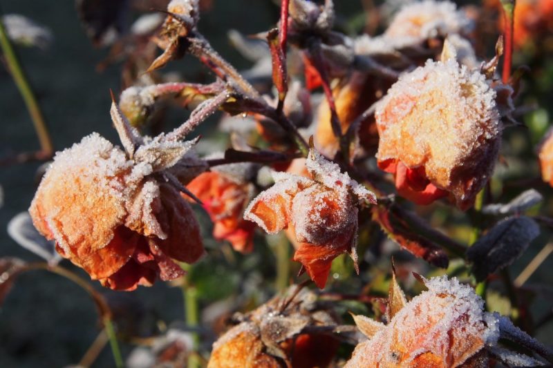 protecting-roses-against-frost