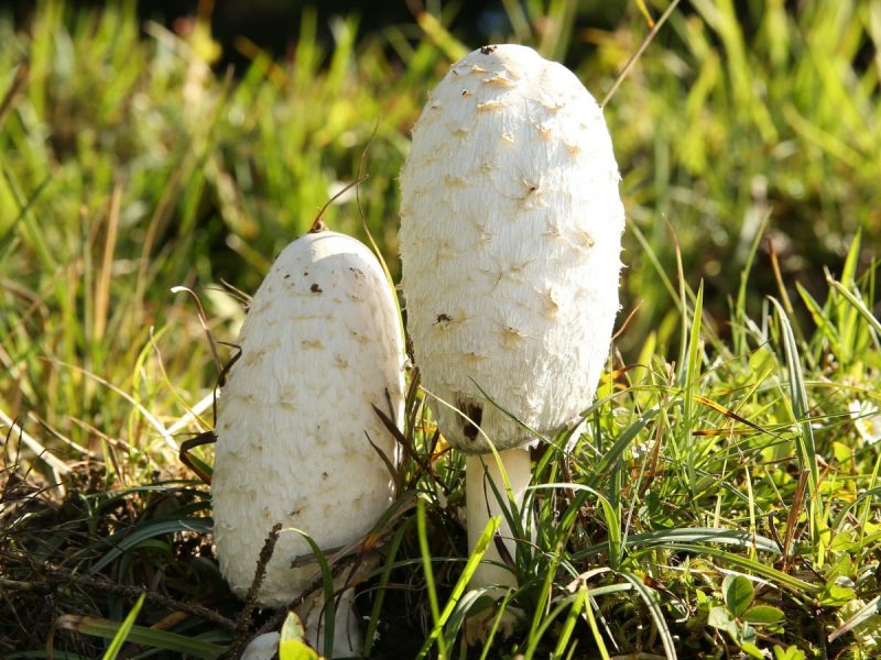 shaggy-mane-mushrooms