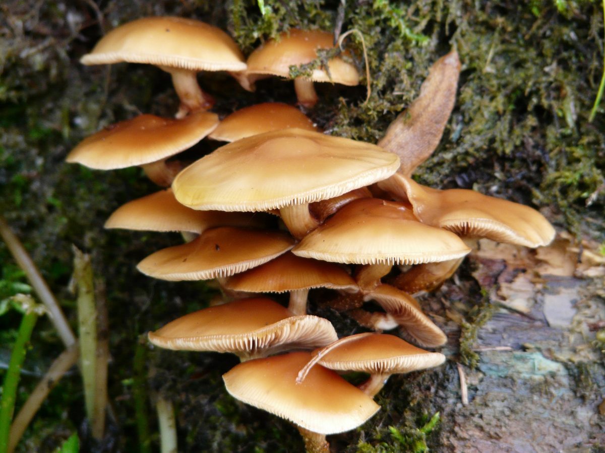 Mushrooms, treatments against pests and diseases