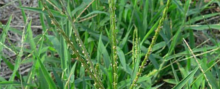 Rye brome - information and weed control