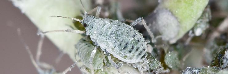 Cotton aphid (Aphis gossypii) - pest management