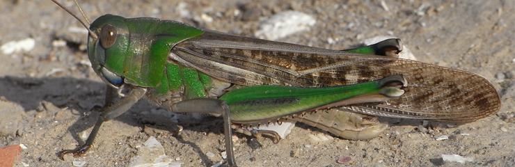 Moroccan locust - pest management