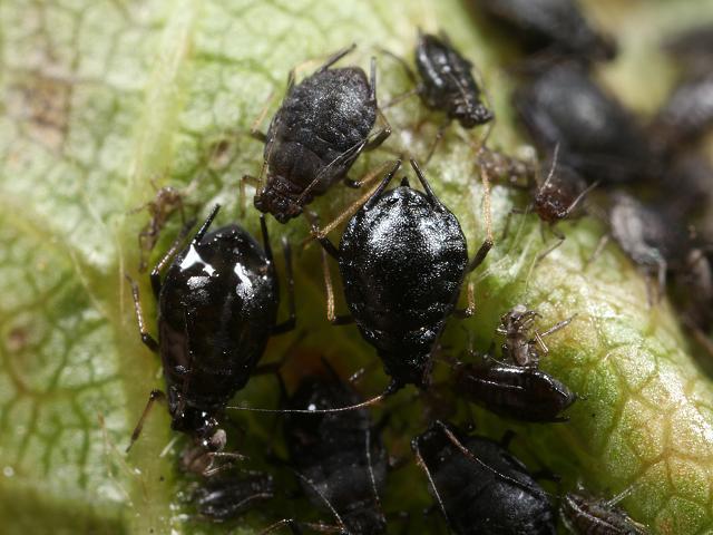 Cotton aphid (Aphis gossypii) - pest management