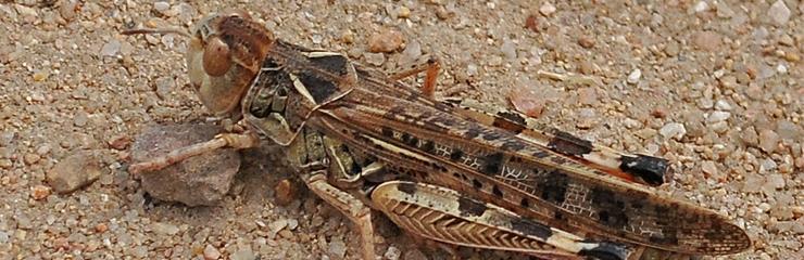 Moroccan locust - pest management