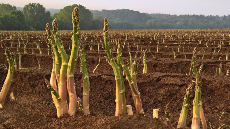 Asparagus, treatments against pests and diseases