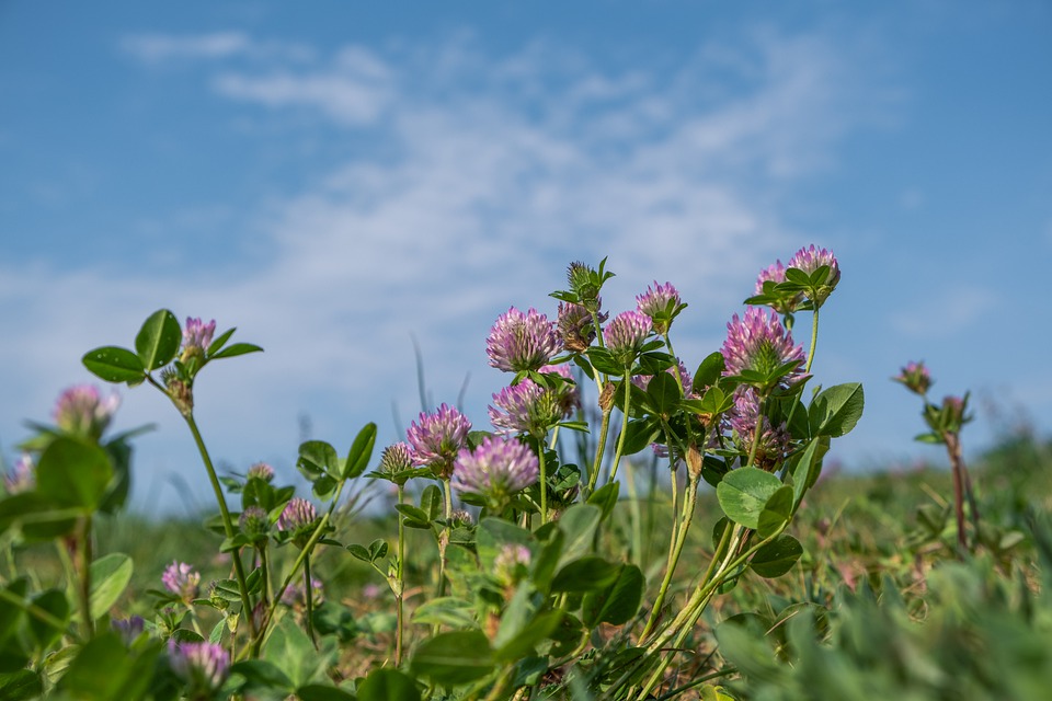Clover treatments, pest and disease control