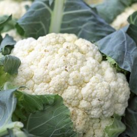 cauliflower-planting-growing-harvesting