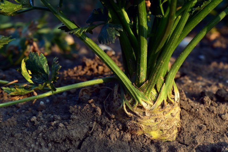 celery-planting-growing-harvesting