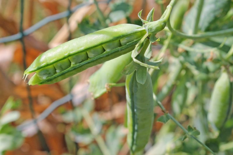 peas-sowing-growing-harvesting