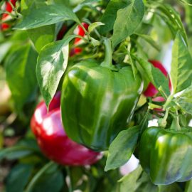 pepper-planting-growing-harvesting
