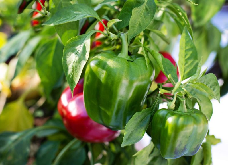 pepper-planting-growing-harvesting