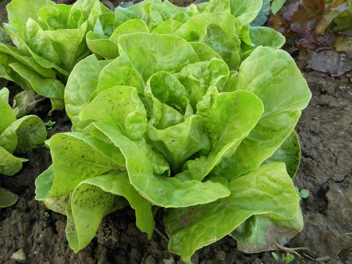 Lettuce downy mildew (Bremia lactucae) - identify and control