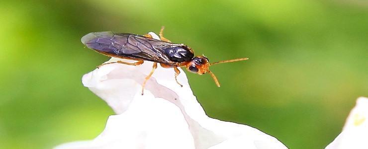 Plum seed sawfly (Eurytoma schreineri) - pest management