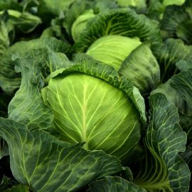 cabbage-planting-growing-harvesting