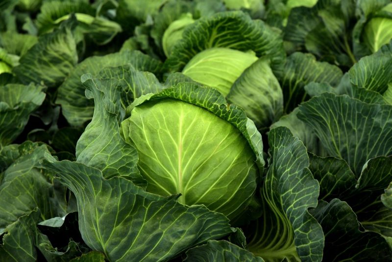 cabbage-planting-growing-harvesting