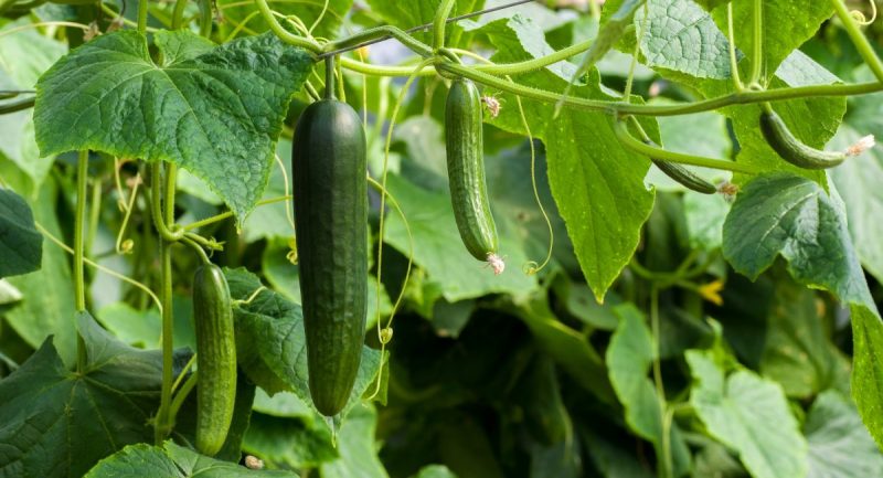 cucumber-planting-growing-harvesting