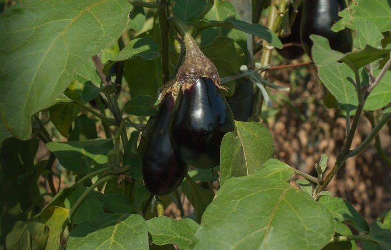 eggplant-planting-growing-harvesting
