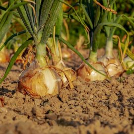 onion-planting-growing-harvesting